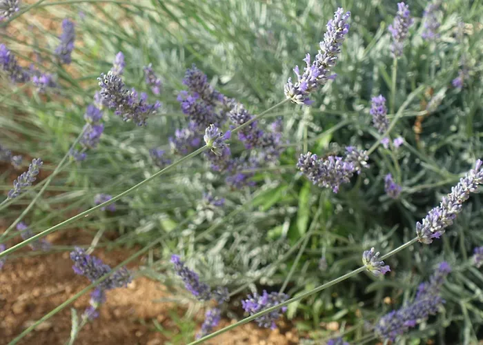 شقة Tonka فوديس